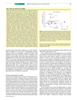 Review                   TRENDS in Cognitive Sciences     Vol.9 No.5 May 2005                                                                                                                      253




 Box 1. How can brains grow rapidly?
 During 3.5 million years of human evolution, an enormous increase in
 brain size has occurred, from a volume of 450 cm3 found in                                                           1500                                            H. neanderthalensis
 Australopithecines to about 1350 cm3 in modern Homo sapiens and
 1500 cm3 in Homo neanderthalensis, which is mostly the result of a                                                   1300                 H. sapiens




                                                                                     Endocranial/brain volume (cm3)
 positively allometric growth of the cortex (Fig. I). Experts agree that                                                                                              Hominids
                                                                                                                      1100
 such a rapid growth, independent of its evolutionary ‘driving forces’,
                                                                                                                                                        H. erectus
 must be based on relatively simple genetic mechanisms [65,66]. In the                                                 900
 mammalian cortex, neurons are produced at two stages and modes of
 cell division. First, progenitor cells are formed in a narrow zone around                                             700
                                                                                                                                     H. habilis   A. robustus
                                                                                                                                                               Australopithecines
 the telencephalic ventricle. By symmetric cell division, this ventricular
                                                                                                                       500                                 A. boisei                                   Gorilla
 zone grows exponentially. This is followed by asymmetric cell
                                                                                                                                 A.africanus
 division, in which one precursor cell gives rise to another precursor                                                                              Orang            Chimpanzee       Great apes
                                                                                                                       300                Bonobo
 cell and a neuron, which then migrates from the ventricle to distant
 positions forming the cortical plate. According to the ‘radial-unit                                                   100
                                                                                                                             0                    50                  100                     150                   200
 hypothesis’ of Rakic [67,68], neurons originating from the same
                                                                                                                                                                Body weight (kg)
 progenitor cell form a cortical column, in which later-born neurons                                                                                                                        TRENDS in Cognitive Sciences
 position themselves on top of earlier-born ones. Evidently, the
 number of cycles of symmetric cell production is most important for         Figure I. The relationship between body size and brain size or endocranial volume
 the expansion of the cortex, because each cycle doubles the number of       (extinct species) in great apes (blue triangles: bonobo, orang-utan, chimpanzee,
 precursor cells and with this the number of cortical columns. The           gorilla), australopithecines (red squares: Australopithecus africanus, A robustus,
 number of asymmetric cell divisions, by contrast, controls the number       A. boisei) and hominids (green circles: Homo habilis, H. erectus, H. sapiens,
 of neurons per column and with this the thickness of the cortex in a        H. neanderthalensis) (data from [13]). Whereas in the great apes and the extinct
 linear fashion. This could explain, why there is a roughly 1000-fold        australopithecines, brain/endocranial volume has increased only slightly with
                                                                             body size, in hominids a steep increase in brain/endocranial volume has occurred
 difference in cortical surface between mouse and man, but only a
                                                                             during 2.5 million years culminating in the brain of the extinct Homo
 two- to threefold difference in cortical thickness [13]. Accordingly, a
                                                                             neanderthalensis, which with a volume of 1200–1750 cm3 was considerably
 delay in the onset of the second, asymmetric mode of cell division          larger than that of modern Homo sapiens.
 allowing a few extra symmetric cell divisions would lead to an
 exponential increase in cortical surface. Furthermore, if onset, rate
 and cessation of symmetrical cell cycles are identical in all parts of         (that is, some parts of the brain increase in relative size while others
 the brain, we get a uniform increase in size; if they differ in different      fall behind). Both effects could be induced by small modiﬁcations of
 parts of the brain, we get positive or negative allometric growth              regulatory genes [68].



increases faster than brain volume as a power function                          are situated well above and elephants and cetaceans well
with an exponent of 1.13 [13,17]. Consequently, human                           below the regression line [17].
cortical volume is considerably exceeded by that of the                            From cortical volume and cell density, we can calculate
elephants and large cetaceans, both in absolute and                             the number of cortical neurons (Table 1). It turns out that
relative terms, despite those taxa being considered less                        humans have the largest number of cortical neurons
intelligent [13,17]. But what about the prefrontal cortex                       (about 1.2!1010) but are closely followed by large
(PFC), as the ‘seat’ of reason and action planning [18]? It                     cetaceans and elephants. Although the human cortex is
has previously been claimed that the PFC is exceptionally                       much smaller in surface area than that of these animals, it
large in humans [19,20], although recent studies contend                        is twice as thick and has a much higher cell density. A
that the human frontal or prefrontal cortex is not                              similar situation is found when comparing, for example,
disproportionally large compared with other primates                            dogs and cats (see Table 1): cats have much smaller brains
[21,22] and may be exceeded by that of elephants and                            than dogs, but a much higher cell density. Neurons in the
cetaceans. However, these discrepancies might result from                       human cortex have 29 800 synapses on average [29]
the difﬁculty, among others, of exactly deﬁning the                             resulting in a total of about 3.6!1014 synapses. Unfortu-
prefrontal cortex in different mammals.                                         nately, the number of synapses per neuron is at present
                                                                                unknown in elephants and cetaceans. An important
                                                                                parameter for information processing capacity (IPC) is
Intrinsic organization of cortex                                                conduction velocity of cortical ﬁbers. It is mostly deter-
The number of cortical areas increases with cortex size or                      mined by the diameter of myelinated ﬁbers. Myelinated
surface area [23,24]. Cortical areas are believed to be                         cortical ﬁbers are particularly thick in primates and
composed of ‘columns’ or ‘modules’ [25,26], recent studies                      relatively thin in elephants and cetaceans [28,30]. The
have demonstrated that the volume of a cortical column                          thinner ﬁbres have a much lower conduction velocity. In
increases with brain size by an exponent of 0.34 [27]. This                     addition, the average distance between neurons in
is matched, however, by a decrease in neuron density so                         elephants and cetaceans is larger, which further impairs
that the number of neurons per column is nearly constant                        their cortical IPC.
[27,28]. Average cortical thickness is not correlated with                         Thus, humans do not have the largest brain or cortex
cortical or brain volume; cetaceans and elephants gener-                        either in absolute or relative terms. However, owing to the
ally have thin cortices (about 1.2 mm) and primates thick                       thickness and relatively high cell density in the cortex,
cortices (2–3 mm) [17]. Cortical neuronal density varies                        humans have the largest number of cortical neurons,
among mammalian brains, but in general is negatively                            although not that many more than elephants and whales.
correlated with brain volume. Humans and the great apes                         Given the higher conduction velocity and smaller
www.sciencedirect.com
 