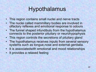 Hypothalamus  This region contains small nuclei and nerve tracts The nuclei called mammillary bodies are involved in olfactory reflexes and emotional response to odours The funnel shaped infundibulu from the hypothalamus connects to the posterior pituitary or neurohypophysis This region controls the secretions of pituitary gland  The hypothalamus receives inputs from several sensory systems such as tongue,nose and external genitalia. It is associatedwith emotional and mood relationships It provides a relaxed feeling  