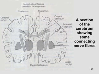 A section of the cerebrum showing some connecting nerve fibres 