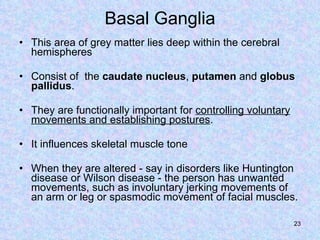 Basal Ganglia This area of grey matter lies deep within the cerebral hemispheres Consist of  the  caudate nucleus ,  putamen  and  globus pallidus .  They are functionally important for  controlling voluntary movements and establishing postures .  It influences skeletal muscle tone When they are altered - say in disorders like Huntington disease or Wilson disease - the person has unwanted movements, such as involuntary jerking movements of an arm or leg or spasmodic movement of facial muscles.  