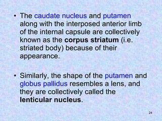 The  caudate   nucleus  and  putamen  along with the interposed anterior limb of the internal capsule are collectively known as the  corpus striatum  (i.e. striated body) because of their appearance.  Similarly, the shape of the  putamen  and  globus   pallidus  resembles a lens, and they are collectively called the  lenticular nucleus .  