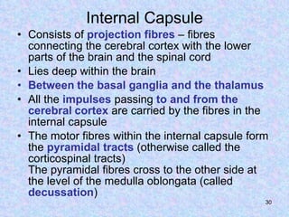 Internal Capsule Consists of  projection   fibres  – fibres connecting the cerebral cortex with the lower parts of the brain and the spinal cord Lies deep within the brain Between   the basal ganglia and the thalamus All the  impulses  passing  to and from the cerebral   cortex  are carried by the fibres in the internal capsule The motor fibres within the internal capsule form the  pyramidal   tracts  (otherwise called the corticospinal tracts) The pyramidal fibres cross to the other side at the level of the medulla oblongata (called  decussation ) 