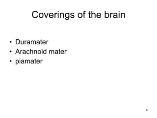 Coverings of the brain Duramater Arachnoid mater piamater 