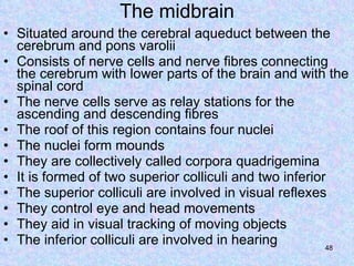 The midbrain Situated around the cerebral aqueduct between the cerebrum and pons varolii Consists of nerve cells and nerve fibres connecting the cerebrum with lower parts of the brain and with the spinal cord The nerve cells serve as relay stations for the ascending and descending fibres The roof of this region contains four nuclei The nuclei form mounds They are collectively called corpora quadrigemina It is formed of two superior colliculi and two inferior The superior colliculi are involved in visual reflexes They control eye and head movements They aid in visual tracking of moving objects The inferior colliculi are involved in hearing 