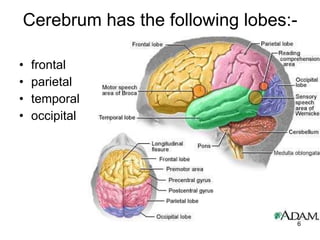 Cerebrum has the following lobes:- frontal parietal temporal  occipital 