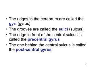 The ridges in the cerebrum are called the  gyri  (gyrus) The grooves are called the  sulci  (sulcus) The ridge in front of the central sulcus is called the  precentral   gyrus The one behind the central sulcus is called the  post-central   gyrus 