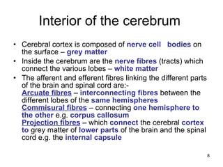 Interior of the cerebrum  Cerebral cortex is composed of  nerve   cell   bodies  on the surface –  grey   matter Inside the cerebrum are the  nerve   fibres  (tracts) which connect the various lobes –  white   matter   The afferent and efferent fibres linking the different parts of the brain and spinal cord are:- Arcuate fibres  –  interconnecting   fibres  between the different lobes of the  same   hemispheres Commisural   fibres  – connecting  one   hemisphere   to   the   other  e.g.  corpus   callosum Projection   fibres  – which  connect  the cerebral  cortex   to  grey matter of  lower   parts  of the brain and the spinal cord e.g. the  internal   capsule 