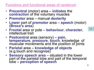 Functions and functional areas of cerebrum Precentral  (motor) area –  initiates  the  contraction  of the voluntary muscles Premotor  area – manual  dexterity Lower  part of  premotor  area –  speech  (motor) ( Broca’s   area ) Frontal  area or pole –  behaviour ,  character , intellectual trait Postcentral  area (sensory) –  pain ,  temperature ,  pressure ,  touch , knowledge  of muscular movements and the position of joints Parietal  area –  knowledge   of   objects  (e.g.touch and recognise) Sensory   speech   area  – situated in the lower part of the parietal lobe and part of the temporal lobe –  perception   o f  speech 