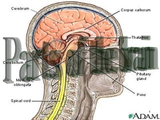 Parts of the brain 