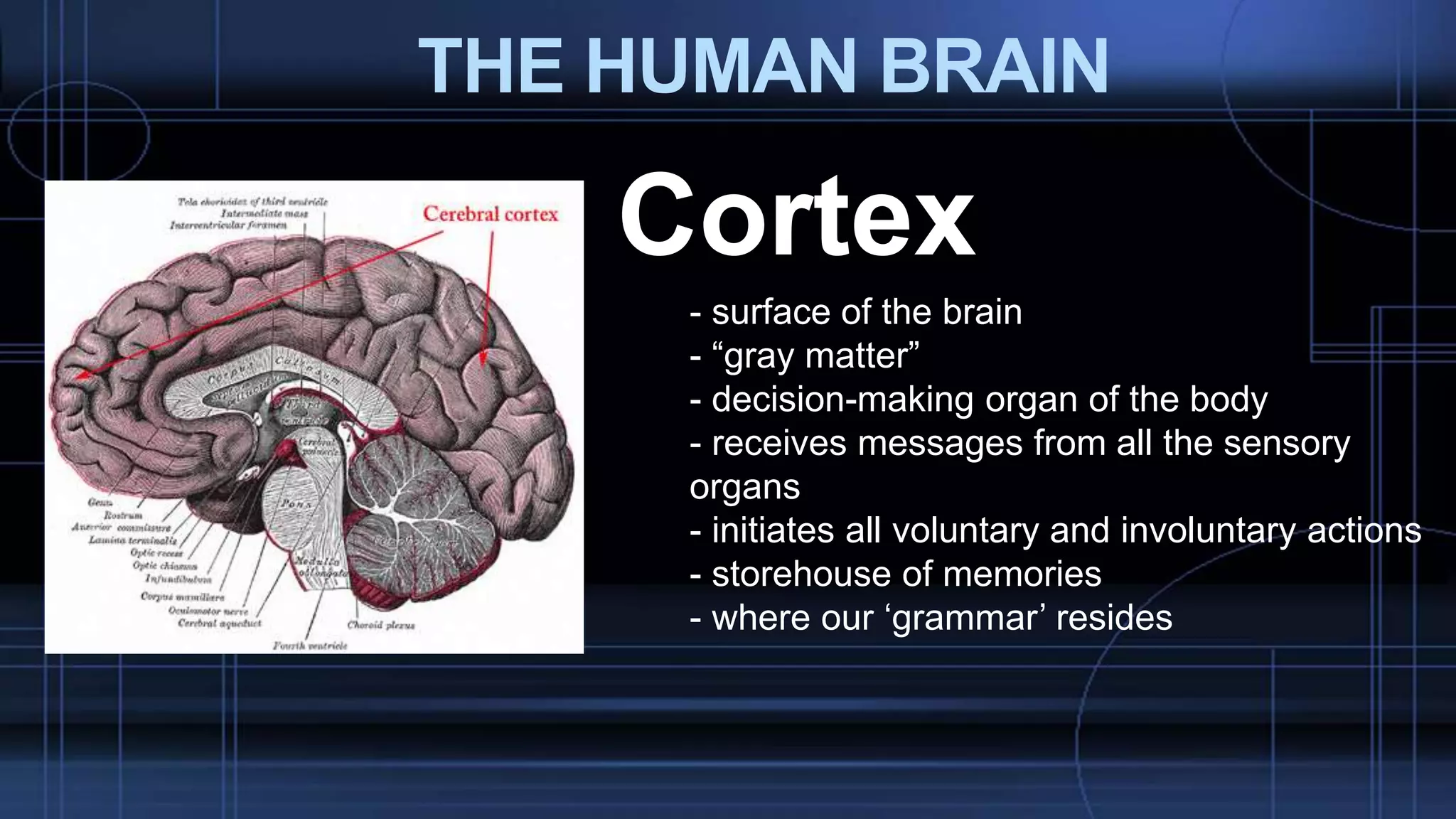 THE HUMAN BRAIN
Cortex
- surface of the brain
- “gray matter”
- decision-making organ of the body
- receives messages from all the sensory
organs
- initiates all voluntary and involuntary actions
- storehouse of memories
- where our ‘grammar’ resides
 