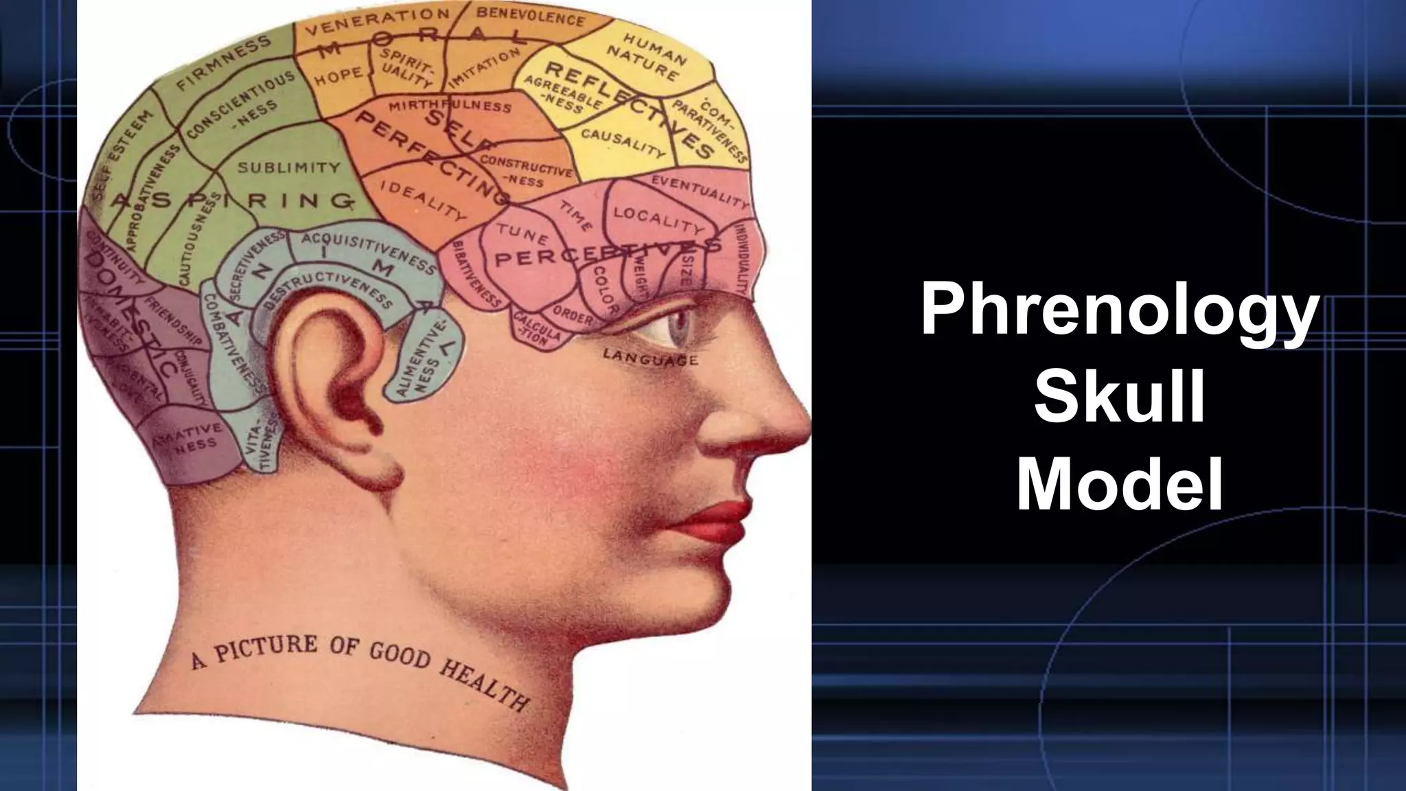 Phrenology
Skull
Model
 