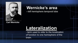 Carl Wernicke
Wernicke’s area
- left hemisphere temporal lobe
Lateralization
- term used to refer to the localization
of function to one hemisphere of the
brain.
 