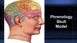 Phrenology
Skull
Model
 