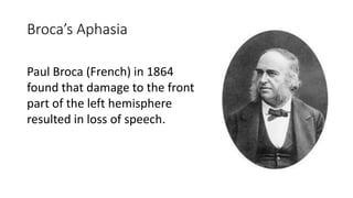 Broca’s Aphasia
Paul Broca (French) in 1864
found that damage to the front
part of the left hemisphere
resulted in loss of speech.
 
