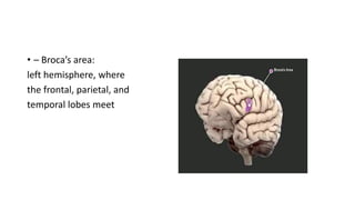 • – Broca’s area:
left hemisphere, where
the frontal, parietal, and
temporal lobes meet
 