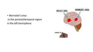 • Wernicke’s area:
In the parietal/temporal region
in the left hemisphere
 