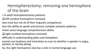 Hemispherectomy: removing one hemisphere
of the brain
• In adult hemispherectomy patients:
 left cerebral hemisphere removed
lose most but not all of their linguistic competence
lose the ability to speak and process complex syntactic patterns
retain some language comprehension ability
 right cerebral hemisphere removed
difficulty in understanding jokes and metaphors
cannot use loudness and intonation as cues to whether a speaker is angry,
excited, or merely joking.
So, the right hemisphere also has a role in normal language use.
 