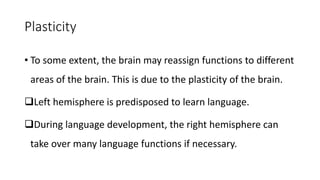 Plasticity
• To some extent, the brain may reassign functions to different
areas of the brain. This is due to the plasticity of the brain.
Left hemisphere is predisposed to learn language.
During language development, the right hemisphere can
take over many language functions if necessary.
 