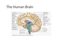 The Human Brain
 