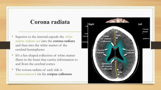 Comprehensive Overview of Brain and Meninges: Anatomy, Embryology, and ...