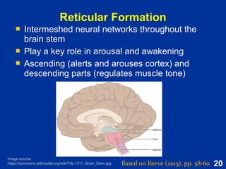 Brain Reticulum Brain and physiological needs | ODP