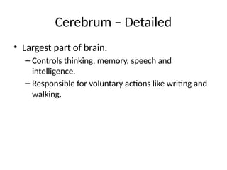 Comprehensive Overview of Brain and Spinal Cord Functions and Structure ...