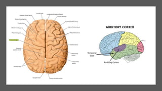 Overview of the anatomy of the brain and its physiology | PPTX