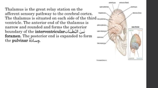 Overview of the anatomy of the brain and its physiology | PPTX