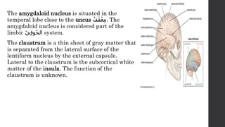 Uncus Brain Function Overview of the anatomy of the brain and its physiology | PPTX