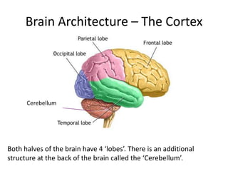 Brain Architecture – The Cortex




      Cerebellum




Both halves of the brain have 4 ‘lobes’. There is an additional
structure at the back of the brain called the ‘Cerebellum’.
 