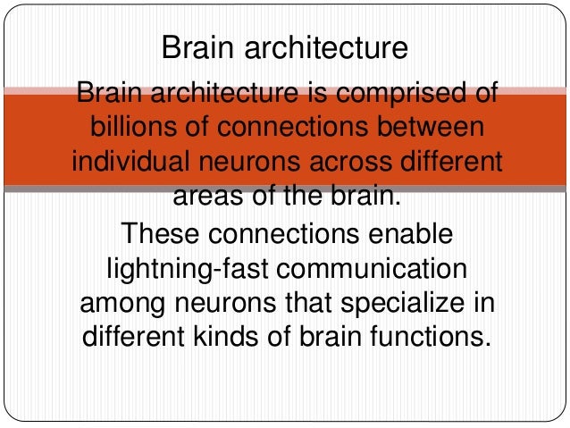 Brain architecture is comprised of
billions of connections between
individual neurons across different
areas of the brain.
These connections enable
lightning-fast communication
among neurons that specialize in
different kinds of brain functions.
Brain architecture
 