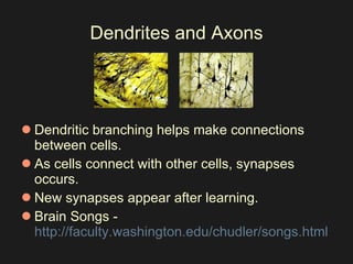 Dendrites and Axons Dendritic branching helps make connections between cells.  As cells connect with other cells, synapses occurs.    New synapses appear after learning.  Brain Songs -  http://faculty.washington.edu/chudler/songs.html   