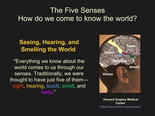 The Five Senses How do we come to know the world? Seeing, Hearing, and Smelling the World  "Everything we know about the world comes to us through our senses. Traditionally, we were thought to have just five of them— sight ,  hearing ,  touch ,  smell , and  taste .”  Howard Hughes Medical Center  http://www.hhmi.org/senses/   