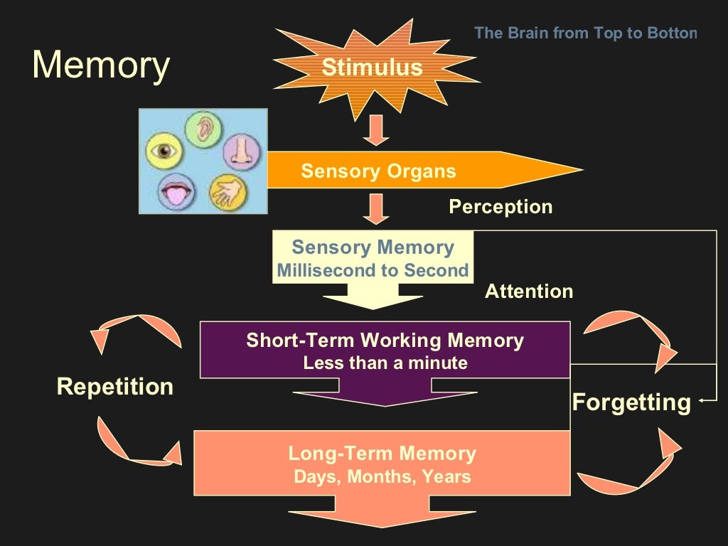 Memory The Brain from Top