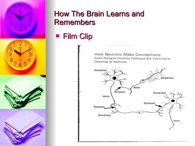 Brain-Based Learning | PPT | Brain and Nervous System Disorders ...