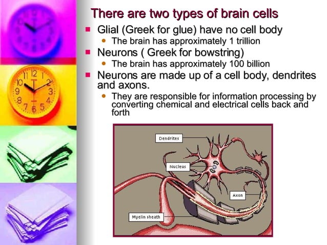 Brain-Based Learning | PPT | Brain and Nervous System Disorders ...