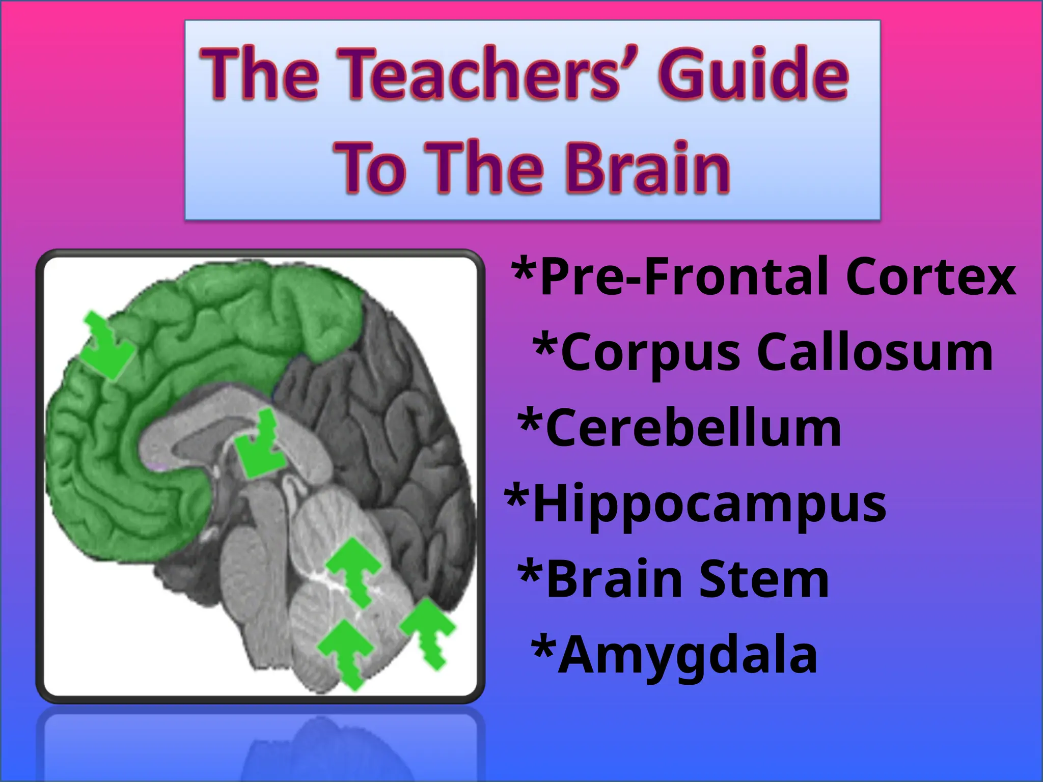 *Pre-Frontal Cortex
*Corpus Callosum
*Cerebellum
*Hippocampus
*Brain Stem
*Amygdala
 