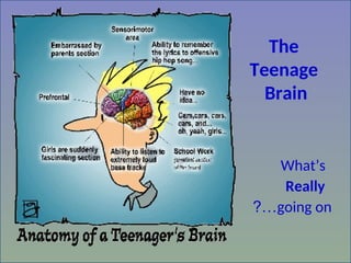The
Teenage
Brain
What’s
Really
going on
?…
 
