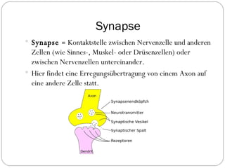 Synapse Synapse  =  Kontaktstelle zwischen Nervenzelle und anderen Zellen (wie Sinnes-, Muskel- oder Drüsenzellen) oder zwischen Nervenzellen untereinander.  Hier findet eine Erregungsübertragung von einem Axon auf eine andere Zelle statt. 