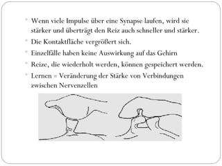 Wenn viele Impulse über eine Synapse laufen, wird sie stärker und überträgt den Reiz auch schneller und stärker. Die Kontaktfläche vergrößert sich. Einzelfälle haben keine Auswirkung auf das Gehirn Reize, die wiederholt werden, können gespeichert werden. Lernen  =  Veränderung der Stärke von Verbindungen zwischen Nervenzellen 