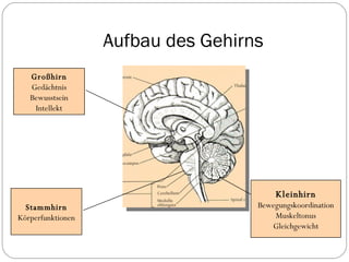 Aufbau des Gehirns Kleinhirn Bewegungskoordination Muskeltonus Gleichgewicht Stammhirn Körperfunktionen Großhirn Gedächtnis Bewusstsein Intellekt 