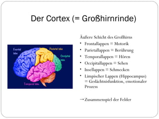 Der Cortex (= Großhirnrinde) Äußere Schicht des Großhirns Frontallappen = Motorik Parietallappen = Berührung Temporallappen = Hören Occipitallappen = Sehen Insellappen = Schmecken Limpischer Lappen (Hippocampus) = Gedächtnisfunktion, emotionaler Prozess  Zusammenspiel der Felder 