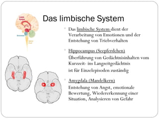 Das limbische System Das  limbische System  dient der Verarbeitung von Emotionen und der Entstehung von Triebverhalten Hippocampus (Seepferdchen) Überführung von Gedächtnisinhalten vom Kurzzeit- ins Langzeitgedächtnis ist für Einzelepisoden zuständig Amygdala (Mandelkern) Entstehung von Angst, emotionale Bewertung, Wiedererkennung einer Situation, Analysieren von Gefahr  