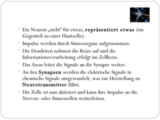 Ein Neuron „steht“ für etwas,  repräsentiert etwas  (im Gegenteil zu einer Hautzelle). Impulse werden durch Sinnesorgane aufgenommen. Die Dendriten nehmen die Reize auf und die Informationsverarbeitung erfolgt im Zellkern. Das Axon leitet die Signale an die Synapse weiter. An den  Synapsen  werden die elektrische Signale in chemische Signale umgewandelt, was zur Herstellung zu  Neurotransmitter  führt. Die Zelle ist nun aktiviert und kann ihre Impulse an die Nerven- oder Sinneszellen weiterleiten. 
