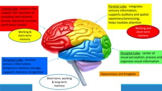 Parietal Lobe: integrates
sensory information;
supports auditory and spatial
awareness/processing;
helps mediate attention
Frontal lobe: systems that
support the functions of
encoding and retrieval;
houses executive function
(prefrontal cortex)
Temporal Lobe: receives
sensory information;
temporary memory storage;
supports memory recognition
Occipital Lobe: center of
visual perception; process and
organizes visual information
Working &
short-term
memory
Short-term, working
& long-term
memory
Hippocampus and Amygdala
 