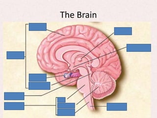 Brain bee | PPTX