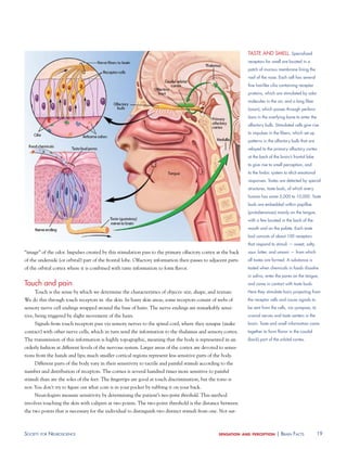 TaSTE aNd SmEll. Specialized
                                                                                                              receptors for smell are located in a
                                                                                                              patch of mucous membrane lining the
                                                                                                              roof of the nose. Each cell has several
                                                                                                              fine hairlike cilia containing receptor
                                                                                                              proteins, which are stimulated by odor
                                                                                                              molecules in the air, and a long fiber
                                                                                                              (axon), which passes through perfora-
                                                                                                              tions in the overlying bone to enter the
                                                                                                              olfactory bulb. Stimulated cells give rise
                                                                                                              to impulses in the fibers, which set up
                                                                                                              patterns in the olfactory bulb that are
                                                                                                              relayed to the primary olfactory cortex
                                                                                                              at the back of the brain’s frontal lobe
                                                                                                              to give rise to smell perception, and
                                                                                                              to the limbic system to elicit emotional
                                                                                                              responses. Tastes are detected by special
                                                                                                              structures, taste buds, of which every
                                                                                                              human has some 5,000 to 10,000. Taste
                                                                                                              buds are embedded within papillae
                                                                                                              (protuberances) mainly on the tongue,
                                                                                                              with a few located in the back of the
                                                                                                              mouth and on the palate. Each taste
                                                                                                              bud consists of about 100 receptors
                                                                                                              that respond to stimuli — sweet, salty,
“image” of the odor. Impulses created by this stimulation pass to the primary olfactory cortex at the back    sour, bitter, and umami — from which
of the underside (or orbital) part of the frontal lobe. Olfactory information then passes to adjacent parts   all tastes are formed. a substance is
of the orbital cortex where it is combined with taste information to form flavor.                             tasted when chemicals in foods dissolve
                                                                                                              in saliva, enter the pores on the tongue,
Touch and pain                                                                                                and come in contact with taste buds.
     Touch is the sense by which we determine the characteristics of objects: size, shape, and texture.       Here they stimulate hairs projecting from
We do this through touch receptors in the skin. In hairy skin areas, some receptors consist of webs of        the receptor cells and cause signals to
sensory nerve cell endings wrapped around the base of hairs. The nerve endings are remarkably sensi-          be sent from the cells, via synapses, to
tive, being triggered by slight movement of the hairs.                                                        cranial nerves and taste centers in the
     Signals from touch receptors pass via sensory nerves to the spinal cord, where they synapse (make        brain. Taste and smell information come
contact) with other nerve cells, which in turn send the information to the thalamus and sensory cortex.       together to form flavor in the caudal
The transmission of this information is highly topographic, meaning that the body is represented in an        (back) part of the orbital cortex.
orderly fashion at different levels of the nervous system. Larger areas of the cortex are devoted to sensa-
tions from the hands and lips; much smaller cortical regions represent less sensitive parts of the body.
     Different parts of the body vary in their sensitivity to tactile and painful stimuli according to the
number and distribution of receptors. The cornea is several hundred times more sensitive to painful
stimuli than are the soles of the feet. The fingertips are good at touch discrimination, but the torso is
not: You don’t try to figure out what coin is in your pocket by rubbing it on your back.
     Neurologists measure sensitivity by determining the patient’s two-point threshold. This method
involves touching the skin with calipers at two points. The two-point threshold is the distance between
the two points that is necessary for the individual to distinguish two distinct stimuli from one. Not sur-



soCiety For neurosCienCe                                                                          sensation and perception     | Brain FaCts             19
 