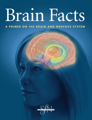 Brain Facts
A Primer on the brAin And nervous system
 