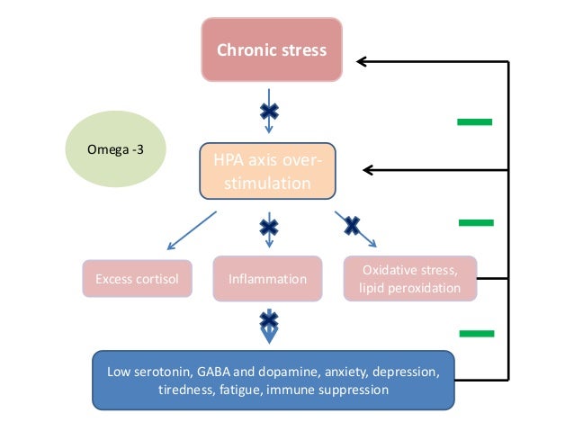 brain boosting bio actives what really works how cortisol works