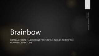 Brainbow
COMBINATORIAL FLUORESCENT PROTEIN TECHNIQUES TO MAP THE
HUMAN CONNECTOME
1
 